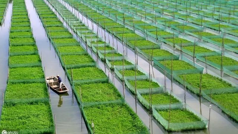 水果种植肥料：如何选择合适的厂家直销产品