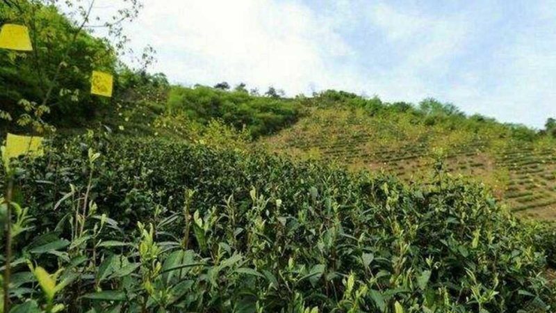 农资批发市场进货物流难题解析