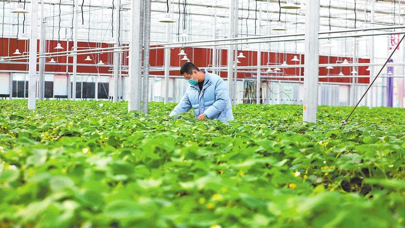 现代农业观光园景观设计方案推荐：打造生态与观光的完美融合