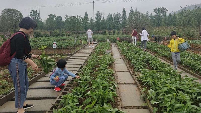 温室节能，农业未来：现代温室工程节能方案解析**