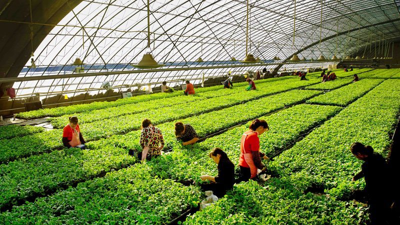 农业投资项目风险评估：案例分析及关键要点**